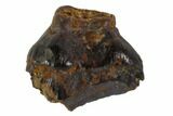 Fossil Ankylosaur Tooth - Montana #108125-1